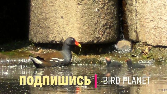 Редкая камышница с птенцами в Царском Селе. смотреть онлайн