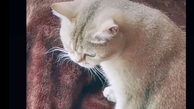 201.KATZEN KATZCHEN KITTEN CATS КОШКИ КОТЯТА