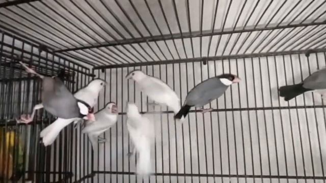 Java Sparrow New Entry | Jameel Bird's Farm | смотреть онлайн