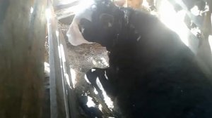 Навес для бычков 1 часть.