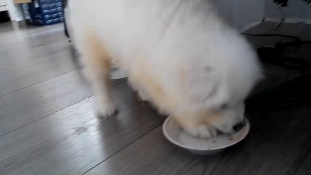 Маленький самоед кушает смотреть онлайн