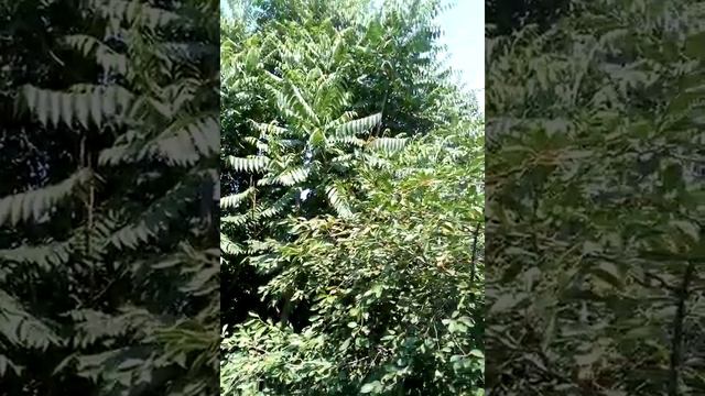 до чего довела лень мама , и хрен с ним папа!!! смотреть онлайн