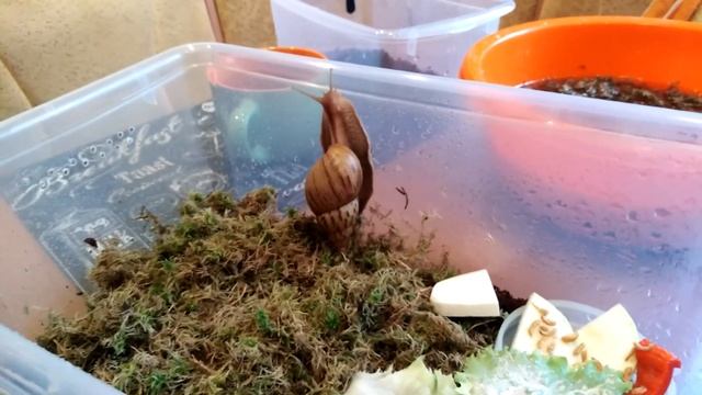 Улитка АХАТИНА уборка контейнеров Фрагменты макро смотреть онлайн