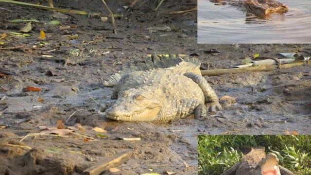 Eagle Nest Camp, Wildlife Photographers Paradise & Biodiversity Hotspot at Shirawali Village of Chi смотреть онлайн