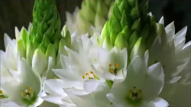 Flourish Gently, Sweet Flower... (Quality High) смотреть онлайн