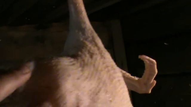 Ощип гусей парогенератором смотреть онлайн