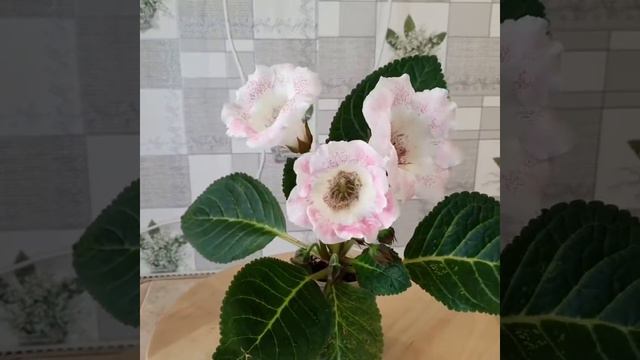 Глоксиния МАЙ Пудра смотреть онлайн