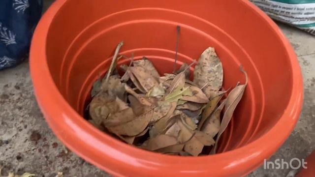 Potting mix for petunia | Repotting petunia | Do this as you bring petunia from a nursery смотреть онлайн