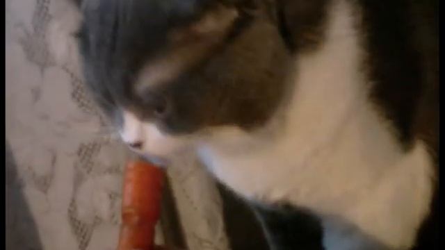 Лёва и морковка часть 2 смотреть онлайн