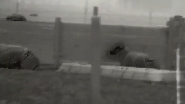 Black heat sheep with the Infiray Eye E6Pro V3 смотреть онлайн