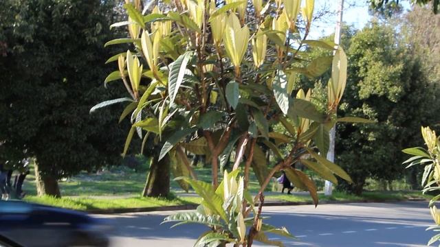 05 04 2019 МУШМУЛА японская побеги молодых листьев ул. Руставели у д 138 а и ТУРБАЗЫ Кобулети смотреть онлайн