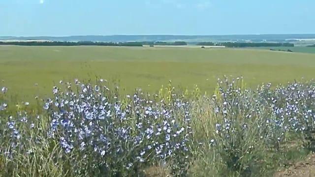 Кормовая база для медосбора. смотреть онлайн