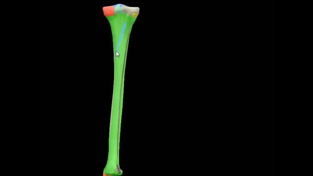 The Lower Limb | Part 2 بالعربي смотреть онлайн