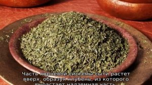 Ореховая трава: описание, свойства и применение