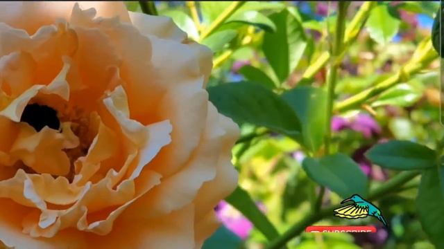 Polka Climbing Roses смотреть онлайн