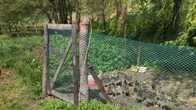 VLOG: ГУСИ УЖЕ В ВОЛЬЕРЕ / СЕЛЬСКАЯ ЖИЗНЬ смотреть онлайн