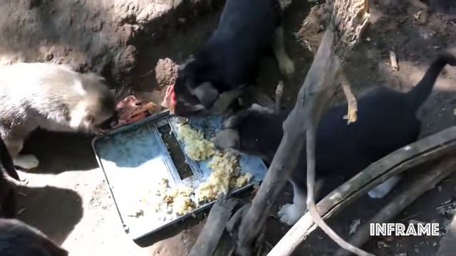 Щенкам нужен дом!!! смотреть онлайн