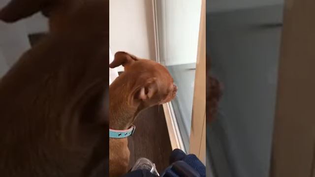 Чихуахуа охранник дома смотреть онлайн