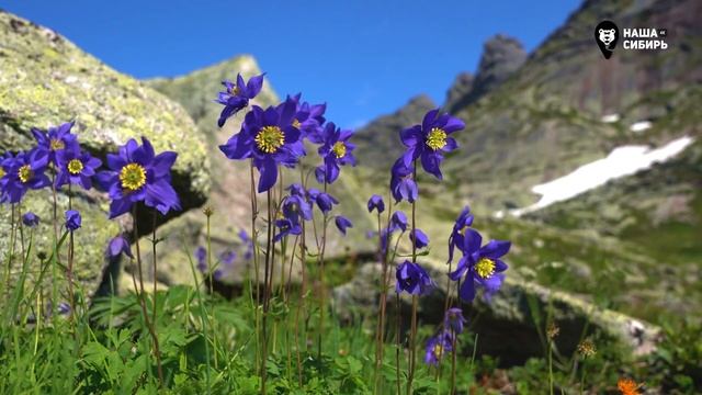 Водосбор. Наша Сибирь. смотреть онлайн