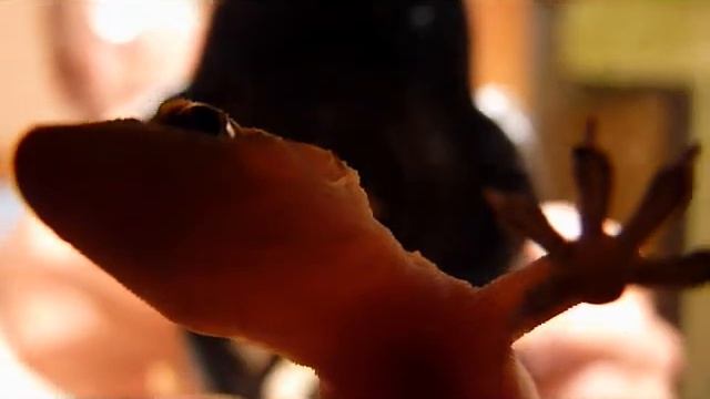 Gecko vs Panasonic Lumix DMC FZ28 смотреть онлайн