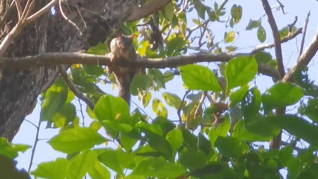 HUAWEI P40 PRO Zoom Test