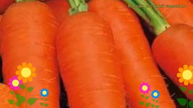 Морковь Курода Шантанэ. Краткий обзор, описание характеристик, где купить семена daucus carota смотреть онлайн
