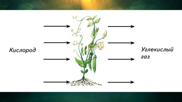 "Дыхание растений", Окружающий мир 3 класс ч.1, с.92, Планета знаний. смотреть онлайн