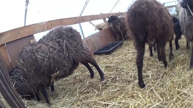 СЕЛЬСКОЕ ХОЗЯЙСТВО!ТАКОЕ КАКОЕ ЕСТЬ!ПЕРВОЕ ВИДЕО смотреть онлайн