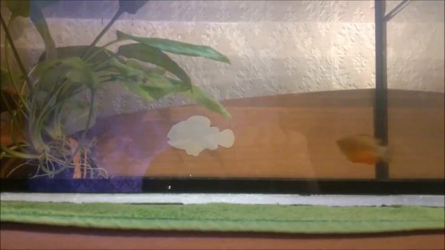 посадил на нерест пару медовых красных гурами смотреть онлайн