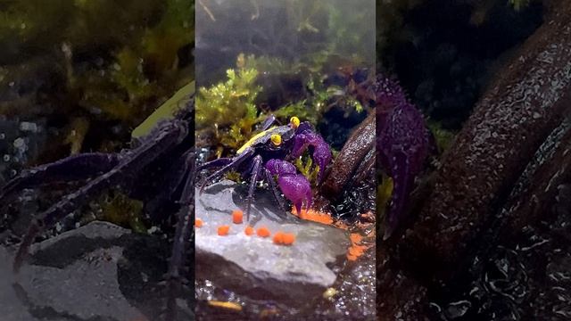 Видео краба вампира в #рутуб