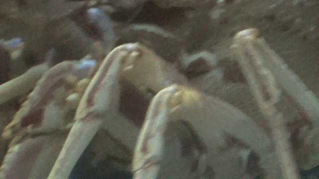 подводный мир- лангуст, как король, обходит владенья своего подводного царства смотреть онлайн