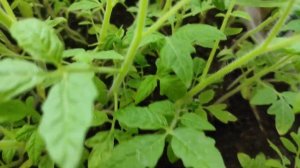 Секреты огородника! Как убрать белый солевой налет на земле в рассаде. #огород #рассада #дача