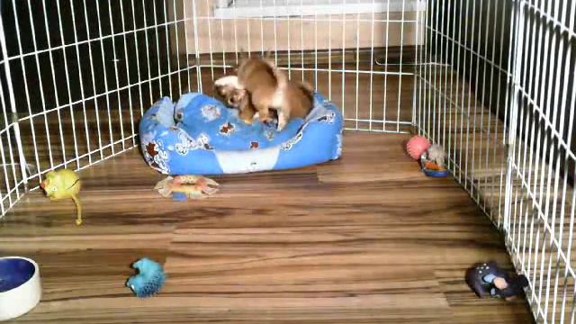 Чихуахуа Стронг Стайл Юла смайла и Ю Ред Симона смотреть онлайн