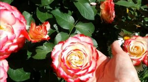 Роза "Юбилей принца Монако" Meilland 2000