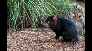 Звук рычания тасманийского дьявола