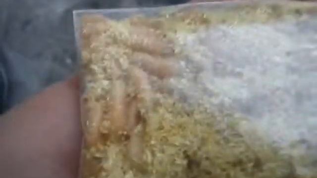 супер вел купили опарыши на рыбалку смотреть онлайн