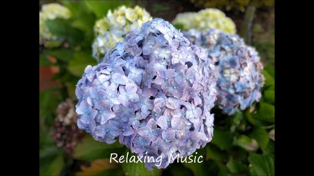 #17#relaxingmusic#recommended смотреть онлайн