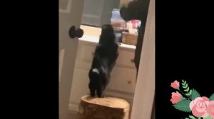 Смешные коты 2022 ??