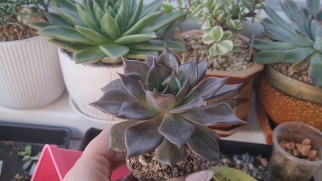 Пересаживаю. Эхеверия 