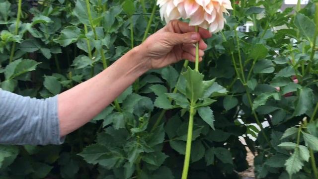 104. How to Disbud Your Dahlia Plants for Longer Stems and Larger Blooms. смотреть онлайн