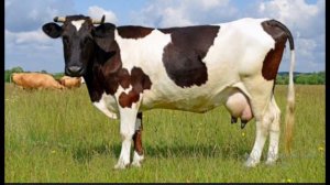 Мычание коровы/ как мычит корова