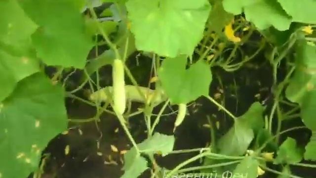 Выращивание огурцов. Огурцы в парнике. смотреть онлайн