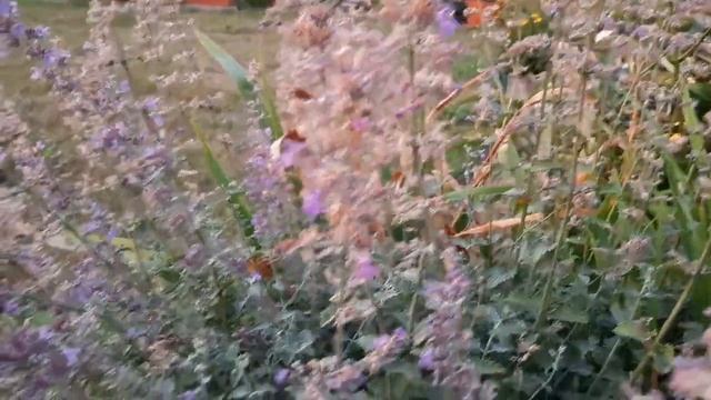 КОТОВНИК - как обрезать? Урожай ягод. 18.08.2022 ?? смотреть онлайн