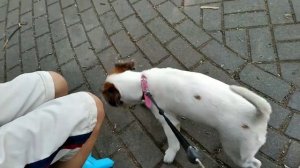 ВЛОГ. Гуляю с собакой?! Как научить собаку команде "ко мне" ?!???