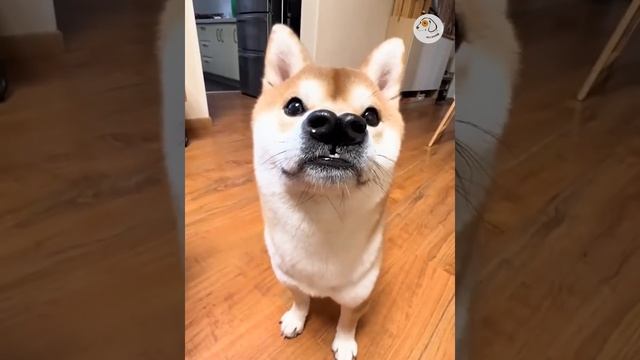 Смешные животные #143.mp4 смотреть онлайн