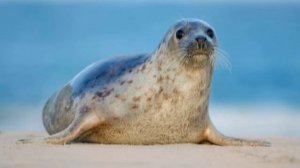 Красная книга