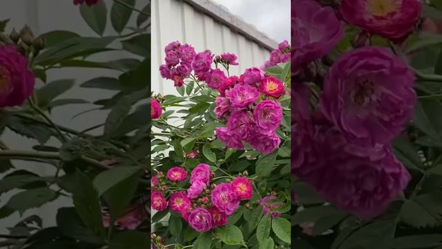 Перенниал Блю?✨?✨? смотреть онлайн