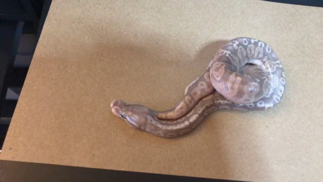 Demon head Ball Python. смотреть онлайн
