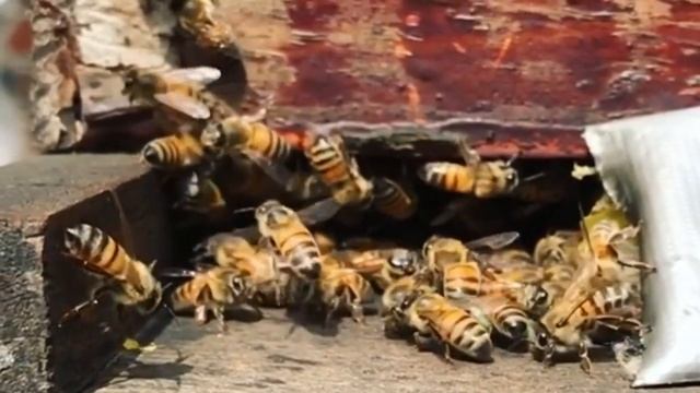 Приметы про пчел. Пчела залетела в дом, что значит? смотреть онлайн