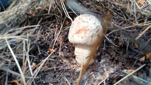 Picking wild mushrooms in South Australia - Porcini, Wood Blewits, Saffies and Blushers смотреть онлайн